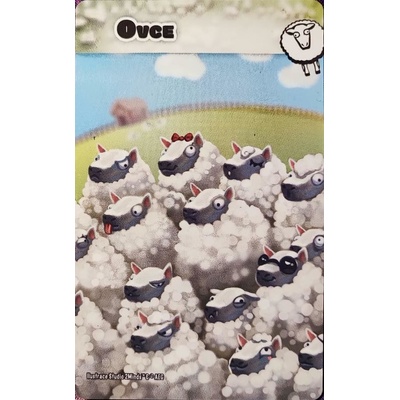 Rexhry Hustá mela: Ovce