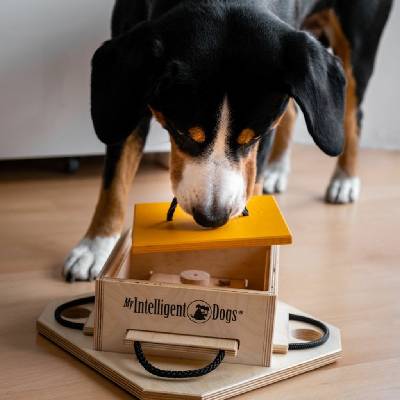 My intelligent pets Hlavolam pro pokročilé psy My Intelligent Dogs Trouble