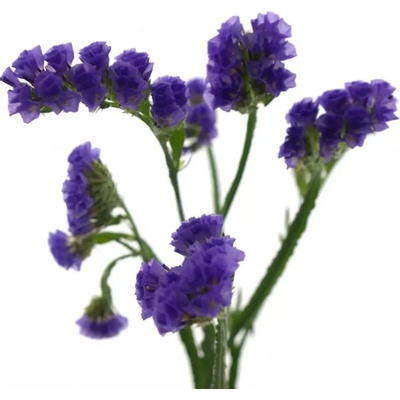 Statice SINUATUM CRYSTAL DARK BLUE 75 cm / 40 g