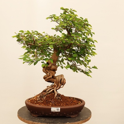e-bonsai Venkovní bonsai -Carpinus Coreana - Habr korejský