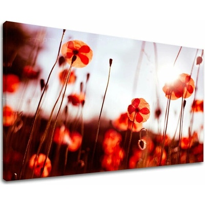 Obraz na stenu KVETY MAKY - 20x30