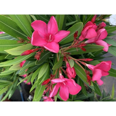 Oleander Evolution Crimson, výška 20-30 cm, kvetináč 12 cm