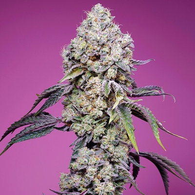 Sweet Seeds Sweet Mandarine Zkittlez F1 Fast Version semienka neobsahujú THC 25 ks