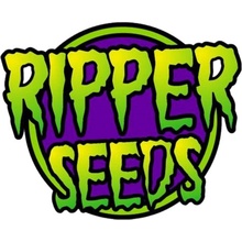 Ripper Seeds Kroma semena neobsahují THC 5 ks