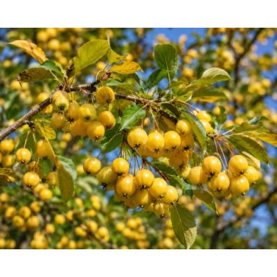 Okrasná jabloň (Malus) ´GOLDEN HORNET´ - výška 100-120 cm, kont. C5L