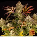 Barney's Farm Blue Sunset Sherbert semena neobsahují THC 10 ks