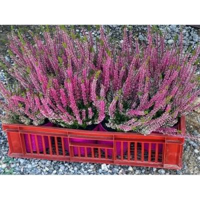 Vres obyčajný (Calluna vulgaris) ´STEFFIE´ - výška 10-20 cm, kont. C1L/P9