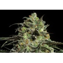 Barney's Farm Peyote Cookies semena neobsahují THC 5 ks