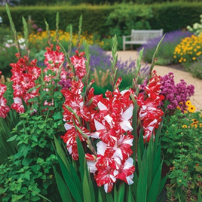 Mečík 'Koi Pursuit' 5 ks – Zboží Mobilmania