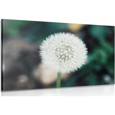 Obraz bílá nadýchaná pampeliška - 120x80