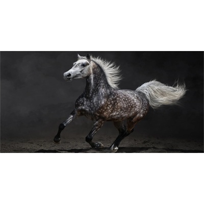 Foto obraz sklo tvrzené Sedna arabský kôň 100x50 cm