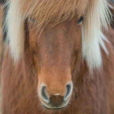 CURIOSI Štvorcové Q Animal Kôň 66 dielov