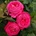 Kordes® Роза Freifrau Caroline® - Parfuma® (Kordes®)