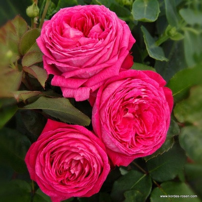 Kordes® Роза Freifrau Caroline® - Parfuma® (Kordes®)