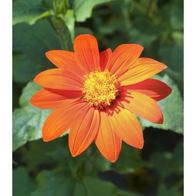 Titónie okrouhlolistá Fiesta Del Sol - Tithonia rotundifolia - prodej semen - 60 ks