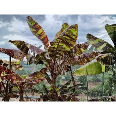 Bananovník Ever Red, výška 20-30 cm, kvetináč 15 cm
