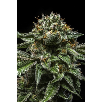 Ripper Seeds Chempie semena neobsahují THC 3 ks