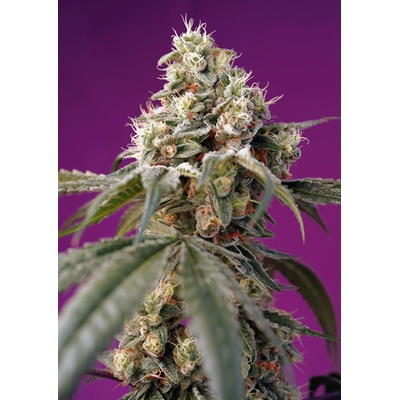 Sweet Seeds Bruce Banner AUTO semena neobsahují THC 3 ks