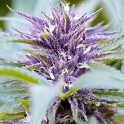 PowerStrains Purple Haze AUTO semena neobsahují THC 5 ks