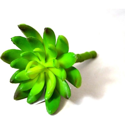 Sukulent tlustice zápich 12 cm - zelená