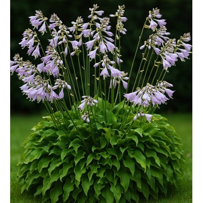 Hosta nakaiana Velikost hrnku: 1 l
