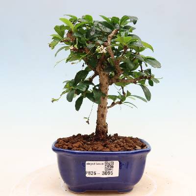 e-bonsai Pokojová bonsai - Carmona macrophylla - Čaj fuki