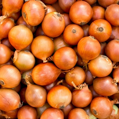 BIO cibuľa jarná žltá - Allium cepa - bio semená cibule - 500 ks
