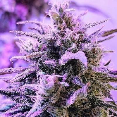 French Touch Seeds Respeto semena neobsahují THC 3 ks