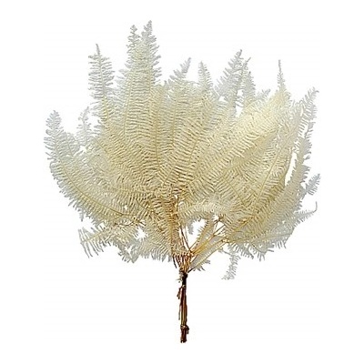 Stabilizovaná kapradina, Parchment fern bílá, 10 ks