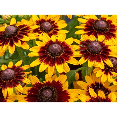 Rudbekia Littlebeckia Step Up