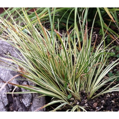 Acorus gram. var. variegatus