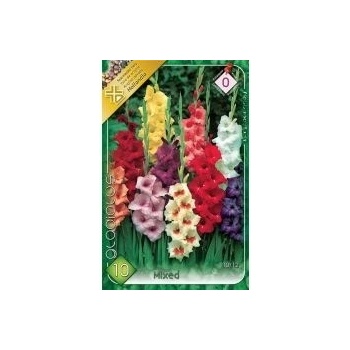 Gladiolus – mixed