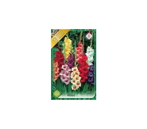 Gladiolus – mixed