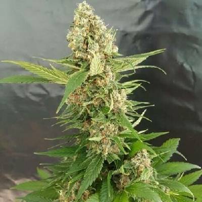 Expert Seeds Gorilla Ice Cream semena neobsahují THC 3 ks