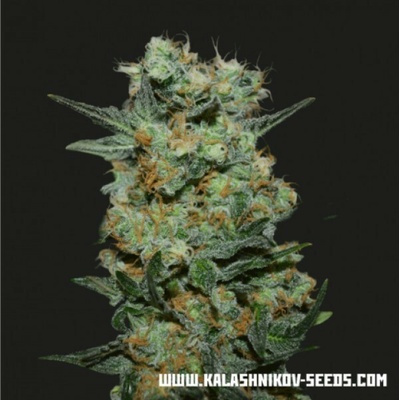 Kalashnikov Seeds Baikal Express semienka neobsahujú THC 10 ks