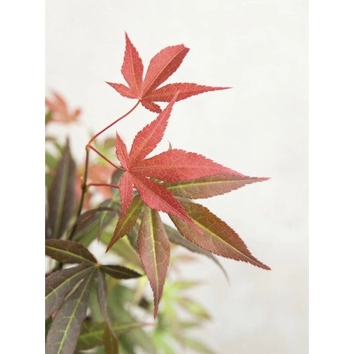 Javor dlanitolistý červený Acer palmatum 'Atropurpureum' výška 40-50 kvetináč 3 l