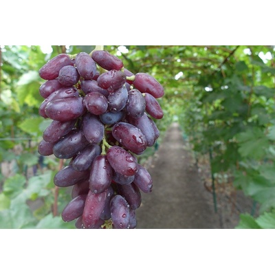 Vinič Kaneda krásny prst Канеда бьютифул фингер, Caneda Beauty Finger, NOVINKA