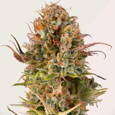 Kera Seeds Empire Of The Sun semena neobsahují THC 3 ks