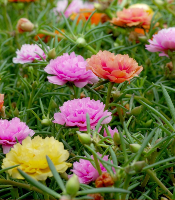 Portulaca Grandiflora () Portulaca Grandiflora