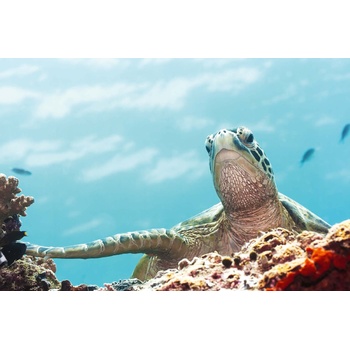 DIMEX ART s. r. o Флизелинов фототапет костенурка под вода 375 x 250 см