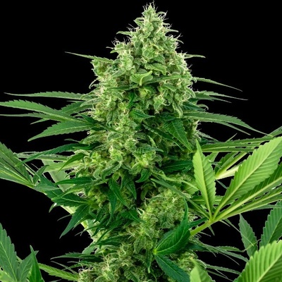 Sensi Seeds Research Banana Frosting semienka neobsahujú THC 1 ks