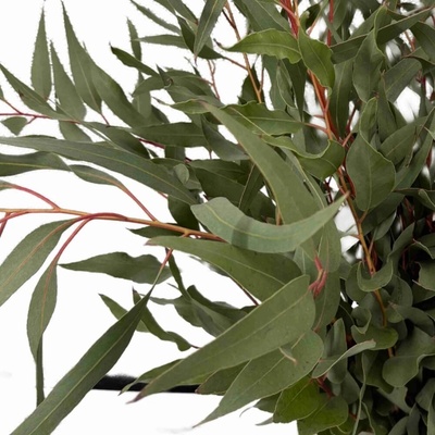 Eukalyptus PAUCIFLORA 60 cm / 200 g