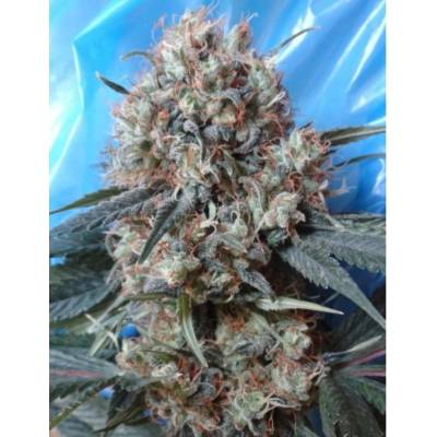Ace Seeds Nepal Jam x Kali China semena neobsahují THC 5 ks