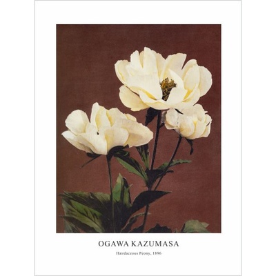 Принт Hærdaceous Peony, Огава Казумаса - репродукция (Print1071)