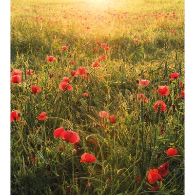 Komar Vliesová fototapeta Poppy World 250 x 280 cm