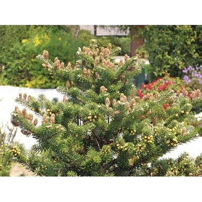 Jedle korejská kompaktní FloraSelf Abies koreana 'Molli' 25-30 cm květináč 4 l