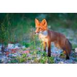 DIMEX ART Флизелинов фототапет червена лисица 375 x 250 см