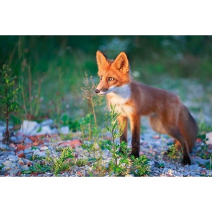 DIMEX ART Флизелинов фототапет червена лисица 375 x 250 см