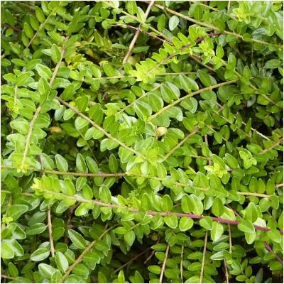 Lonicera nit. 'Maigruen' 30-40 VKR4L