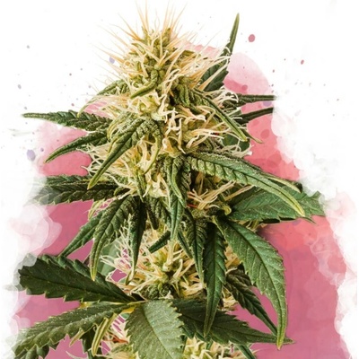 Nirvana Pure Power Plant PPP semienka neobsahujú THC 5 ks